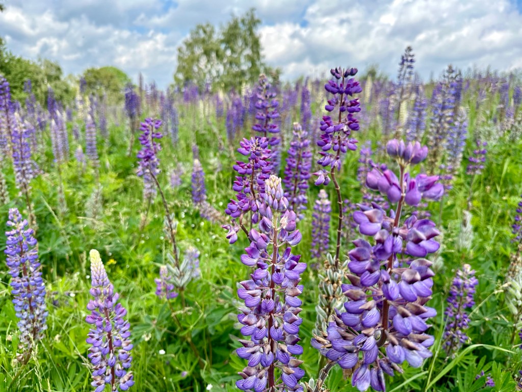 Stezka Českem den&nbsp;devátý